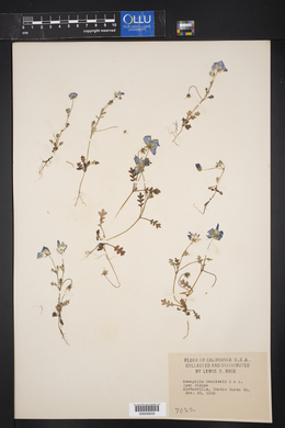 Nemophila menziesii image