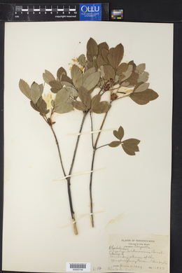 Azalea arborescens image