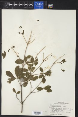 Azalea arborescens image