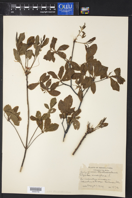Azalea nudiflora image