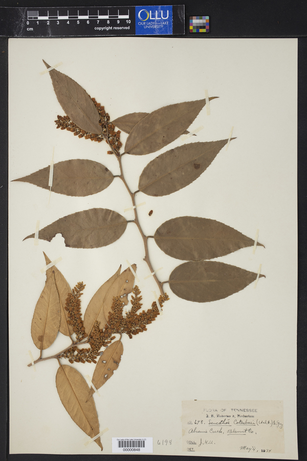 Leucothoe catesbaei image