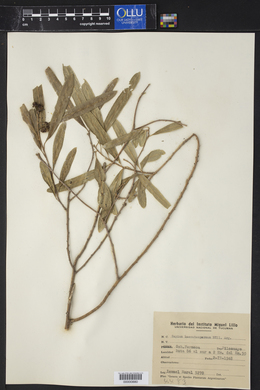 Sapium haematospermum image