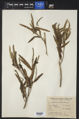 Sapium haematospermum image