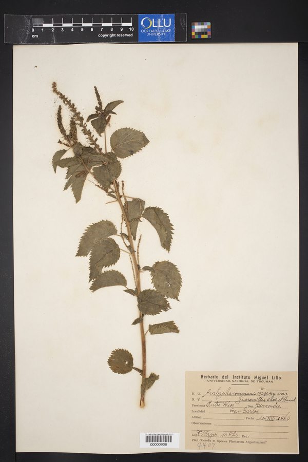 Acalypha communis var. guaranitica image