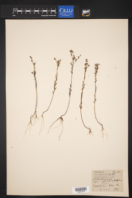 Cathartolinum striatum image