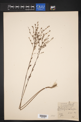 Cathartolinum virginianum image
