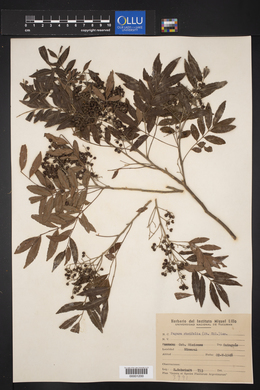 Zanthoxylum rhoifolium image