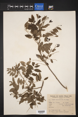 Zanthoxylum rhoifolium image