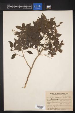 Zanthoxylum rhoifolium image