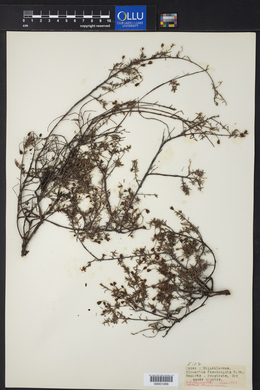 Hibbertia fasciculata image