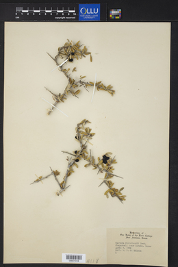 Castela erecta subsp. erecta image