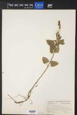 Scutellaria cordifolia image