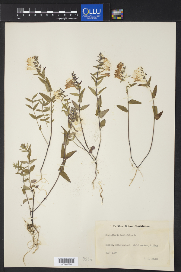 Scutellaria hastifolia image