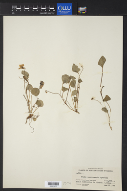 Viola montanensis image