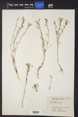 Orthocarpus erianthus image