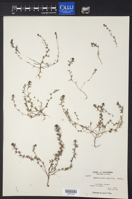 Orthocarpus pusillus image