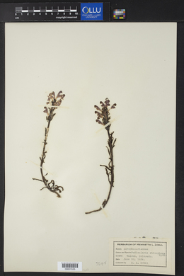 Pedicularis ctenophora image