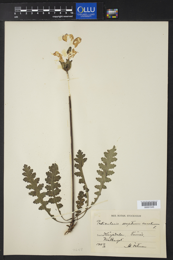 Pedicularis sceptrum-carolinum image