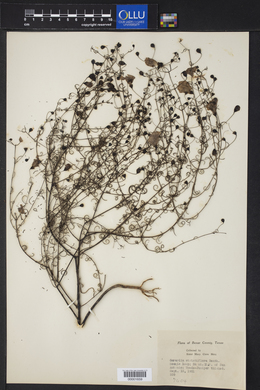 Gerardia strictifolia image