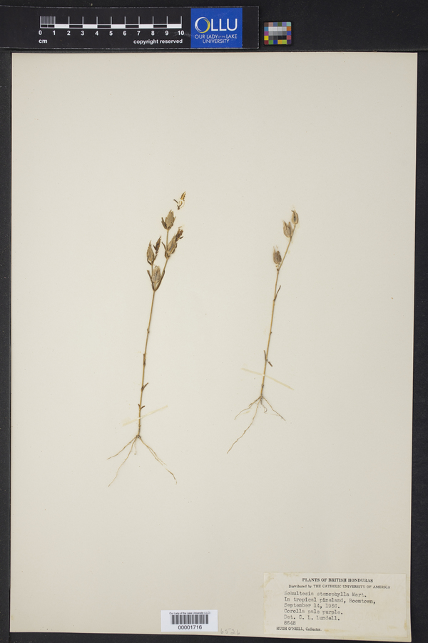 Schultesia stenophylla image