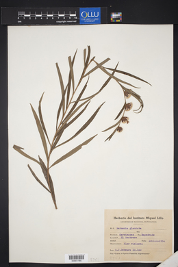 Lessingianthus glabratus image