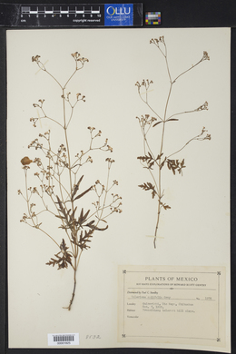 Valeriana apiifolia image