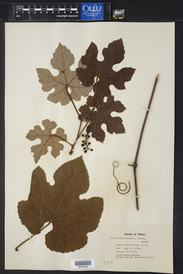 Vitis linsecomii image