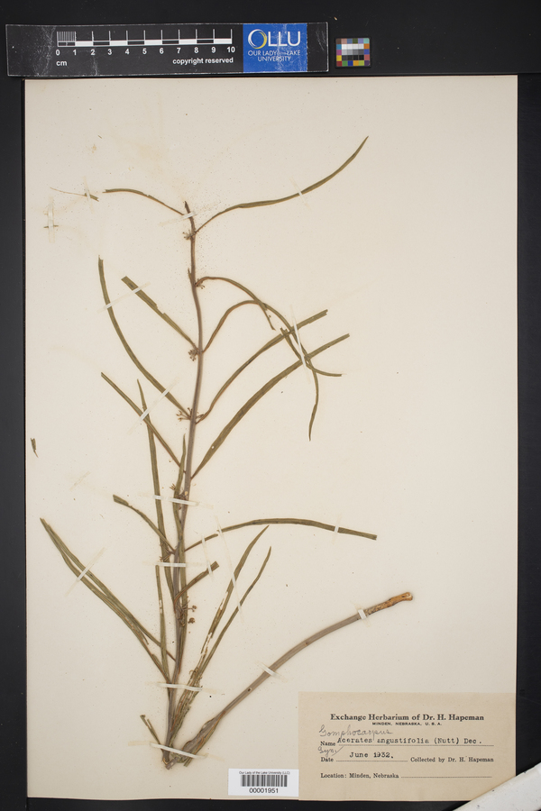 Acerates angustifolia image