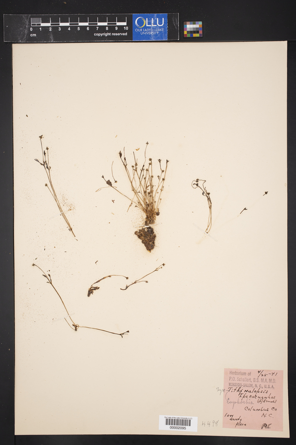 Tithymalopsis ipecacuanhae image