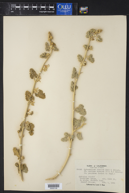 Image of Sphaeralcea rosacea
