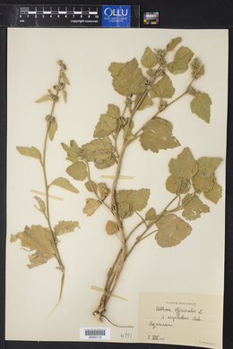 Althaea officinalis image