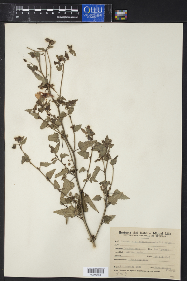 Pavonia mattogrossensis image