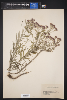 Vernonia lindheimeri image