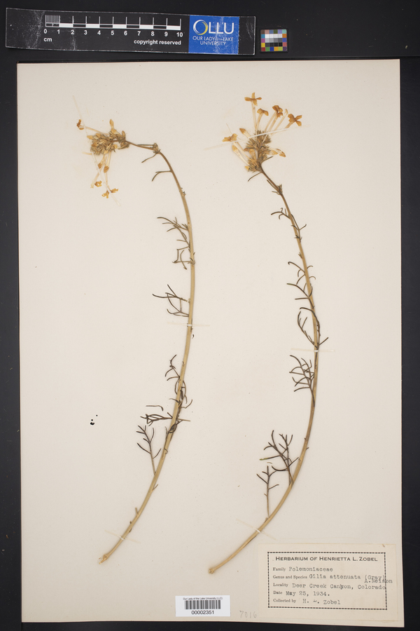 Gilia attenuata image