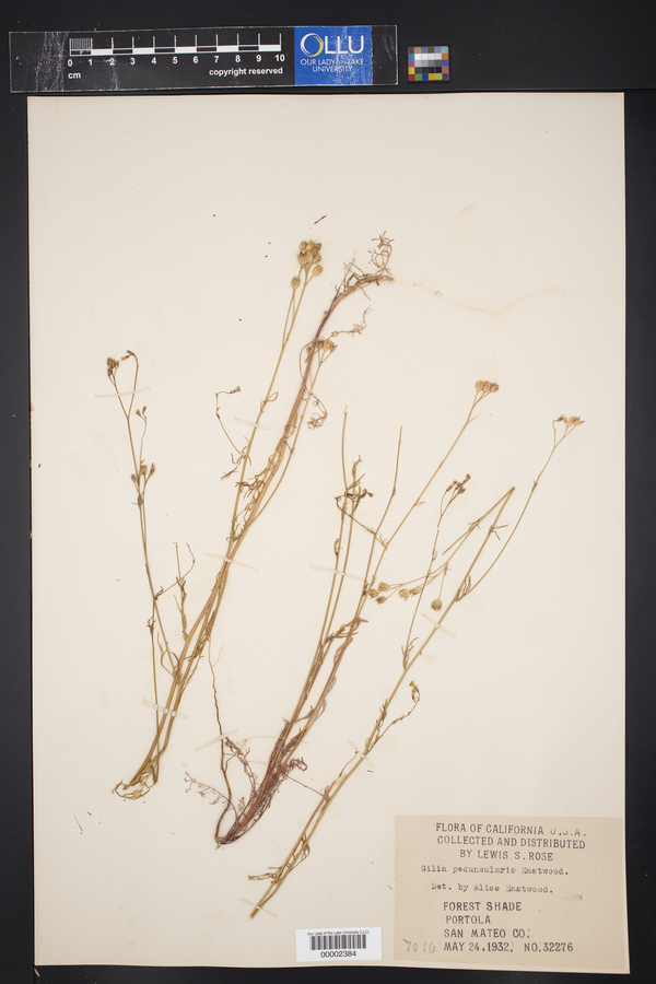 Gilia peduncularis image