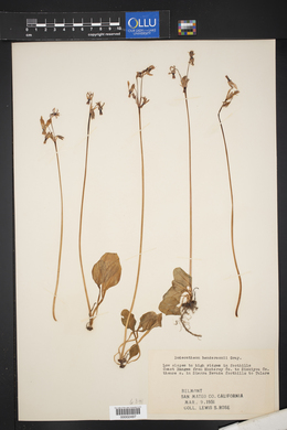 Dodecatheon hendersonii image