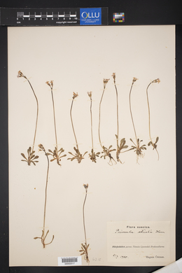 Primula stricta image