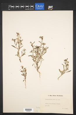 Chaenorhinum minus image