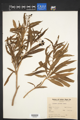 Image of Solanum glaucum