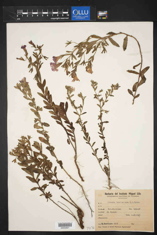 Calibrachoa ericifolia image