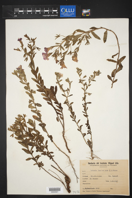 Image of Calibrachoa ericifolia