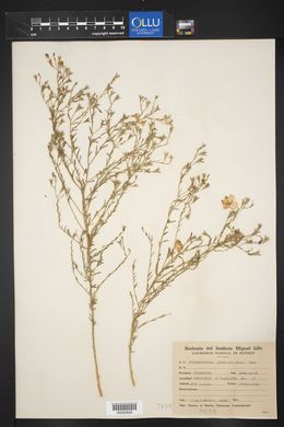 Nierembergia gracilis image