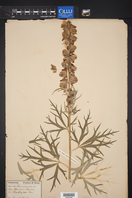 Aconitum napellus image
