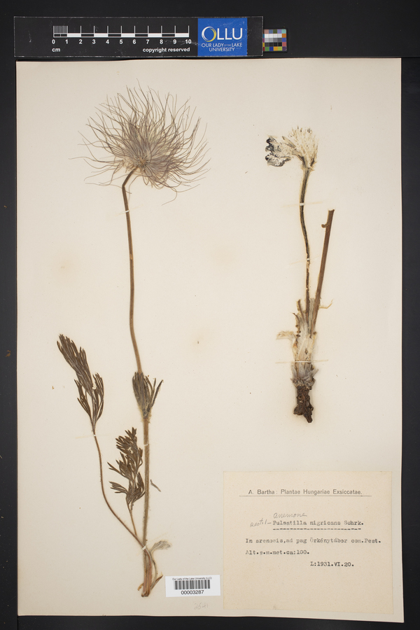 Pulsatilla pratensis image