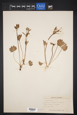 Ranunculus inamoenus var. alpeophilus image