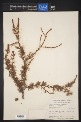 Larix laricina image