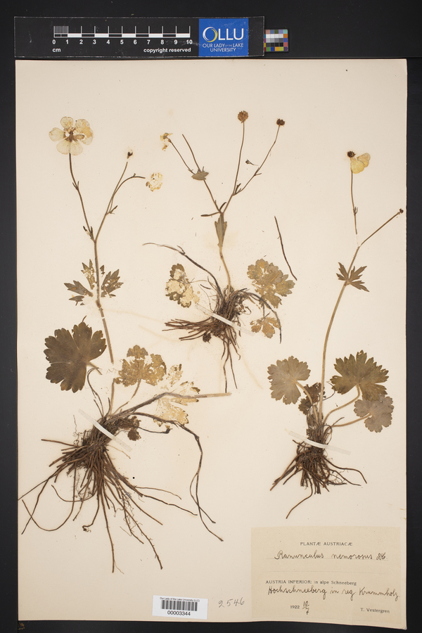 Ranunculus serpens subsp. nemorosus image