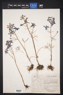 Delphinium menziesii image