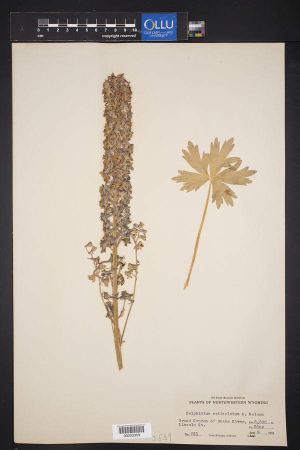 Delphinium reticulatum image