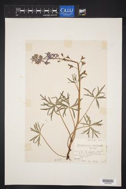 Delphinium tricorne image